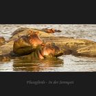 Happy-Hippo-Family