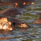 Happy Hippo Family 