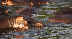 Happy Hippo Family 