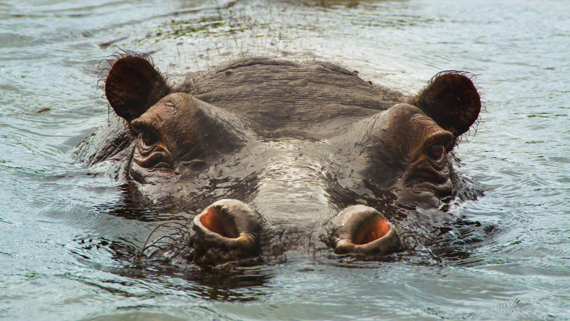 Happy Hippo im Chobe River