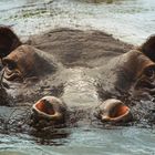 Happy Hippo im Chobe River