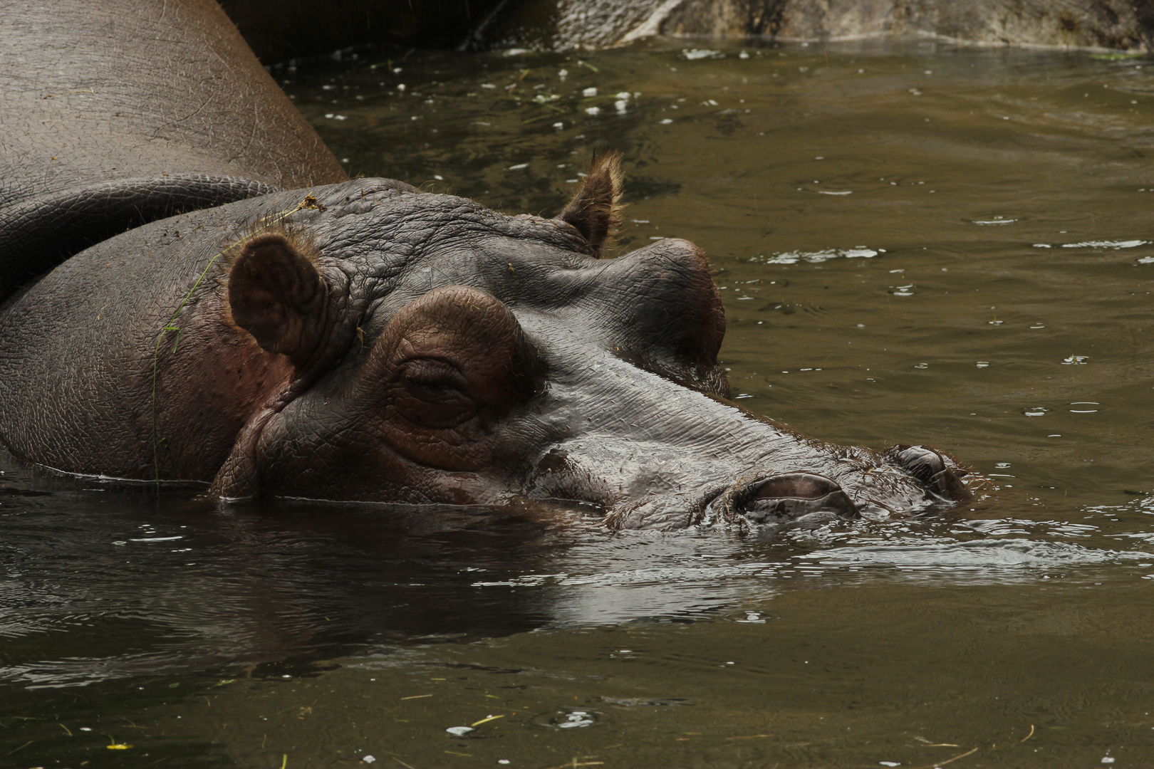 Happy Hippo klar zum abtauchen