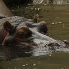 Happy Hippo klar zum abtauchen