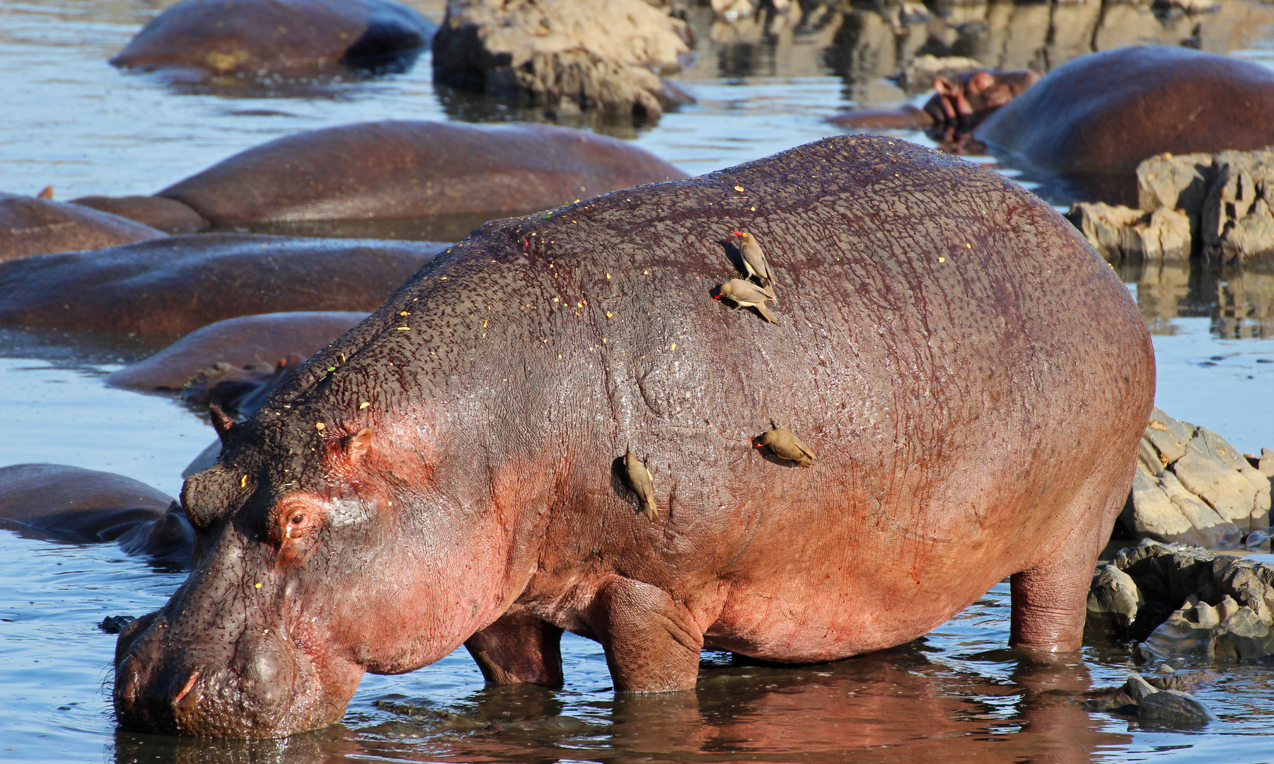 happy hippo snack