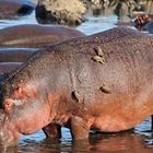happy hippo snack