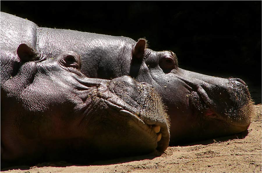 Happy Hippos