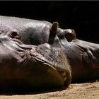 Happy Hippos