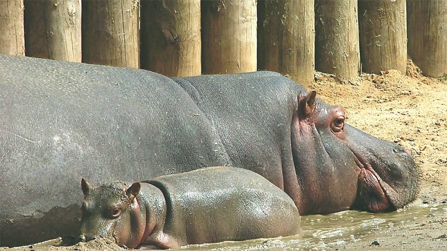 happy hippos