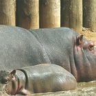 happy hippos
