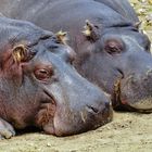 Happy Hippos