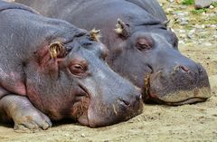 Happy Hippos