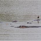 Happy Hippos