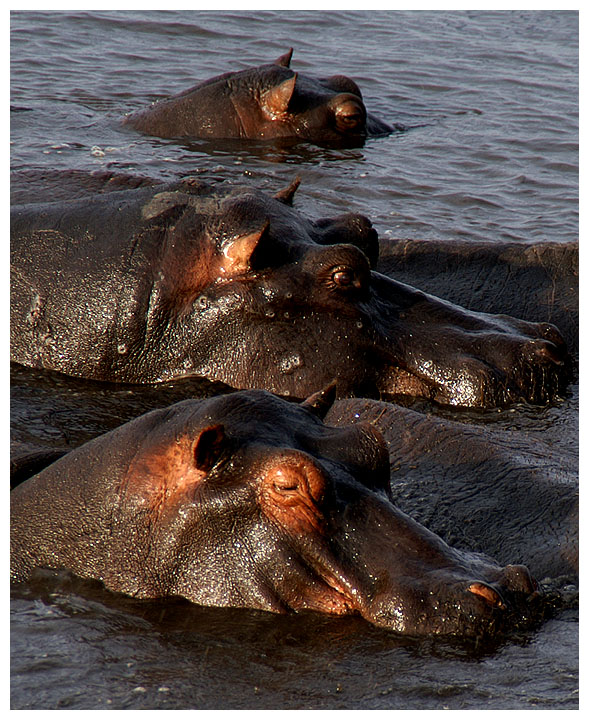 Happy Hippos?