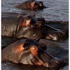 Happy Hippos?