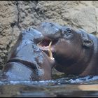 Happy Hippo´s