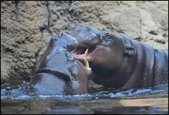 Happy Hippo´s