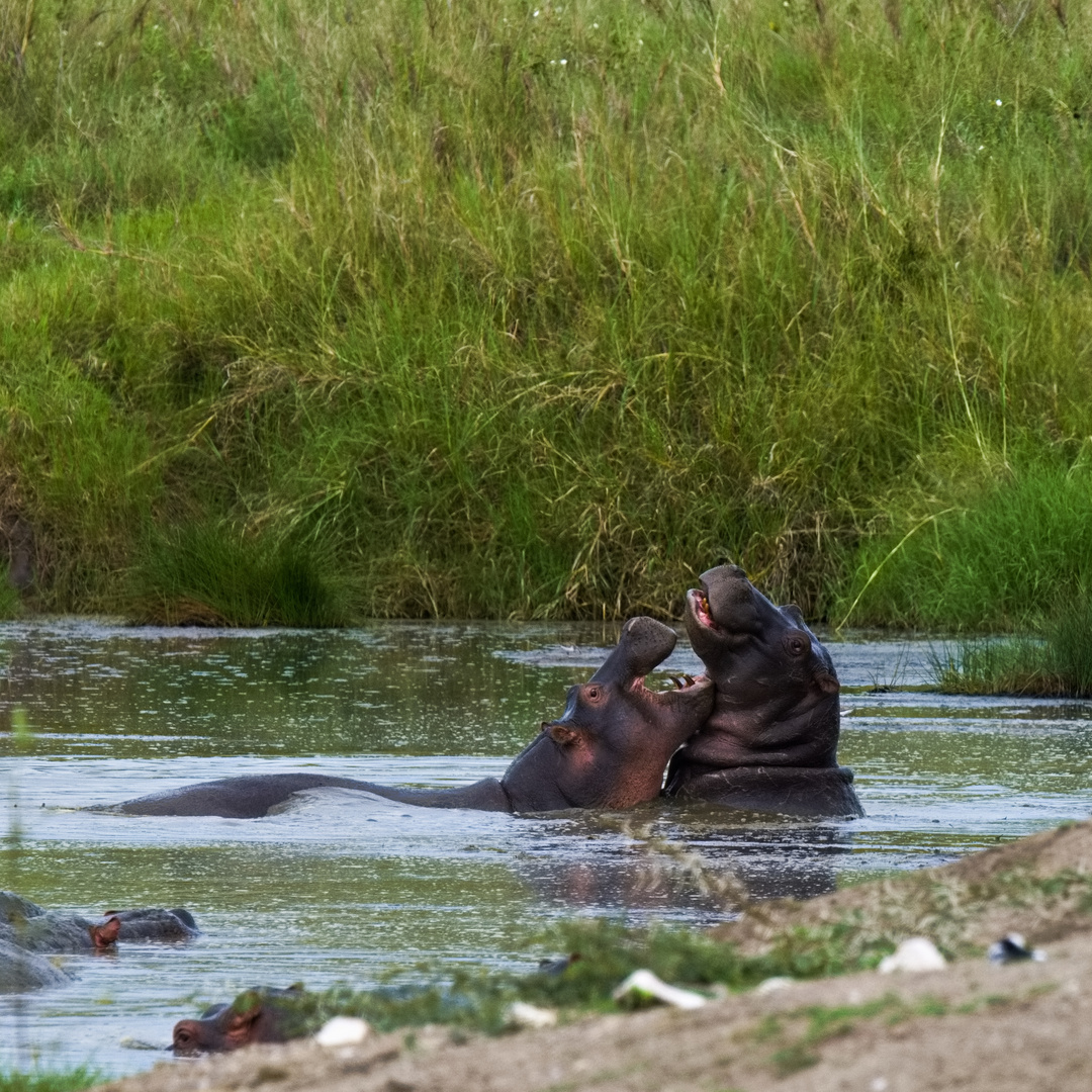 Happy Hippos