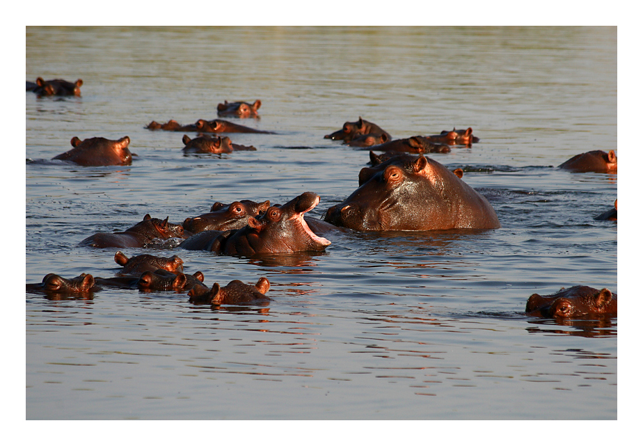 Happy Hippos