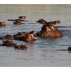 Happy Hippos