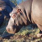 Happy Hippos?