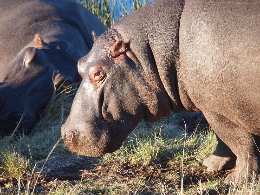 Happy Hippos?