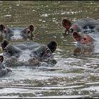 Happy Hippos