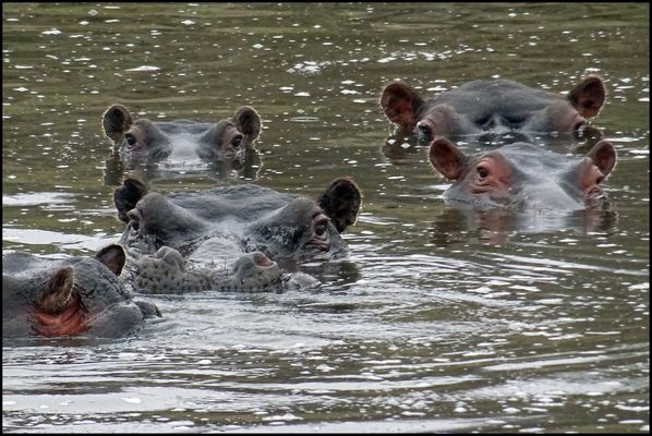 Happy Hippos