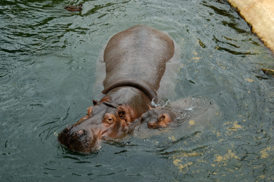 Happy Hippo's