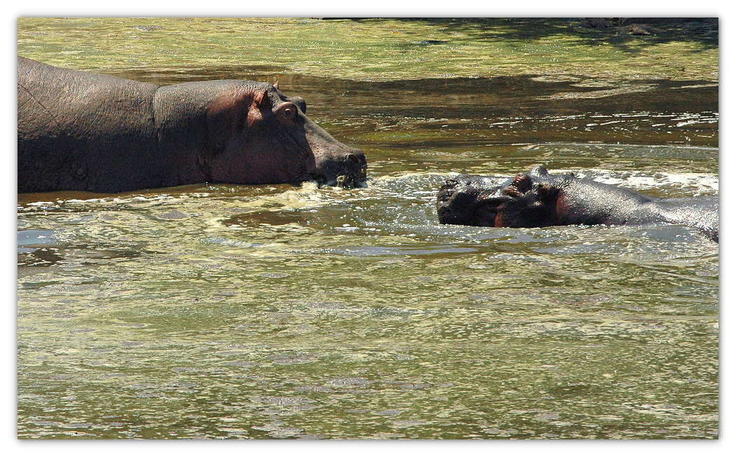 happy hippo's