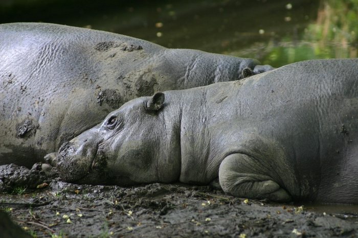 Happy Hippos