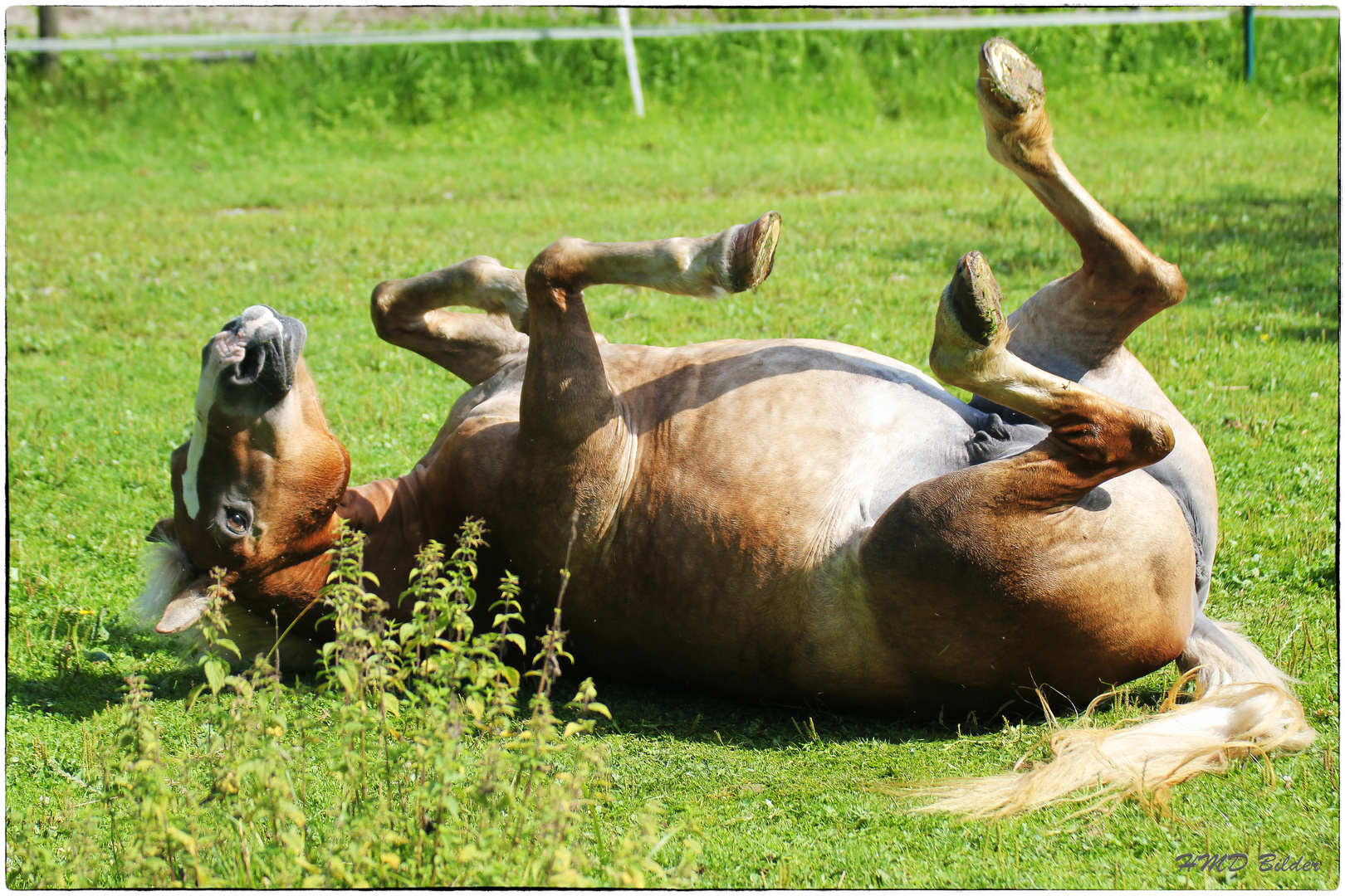 happy horse