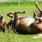 happy horse