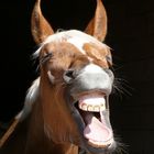 =) happy horse