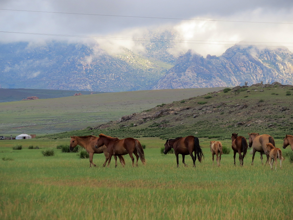 happy horses 4 friends in SA UK FIN & elsewhere ;)