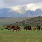 happy horses 4 friends in SA UK FIN & elsewhere ;)