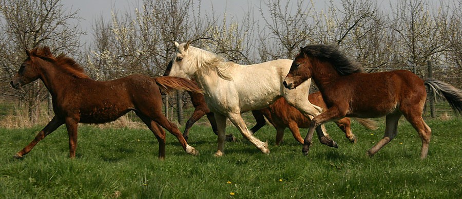 Happy horses