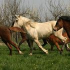 Happy horses