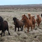 Happy Horses in Iceland