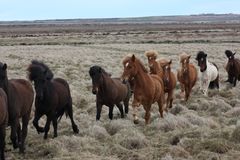 Happy Horses in Iceland