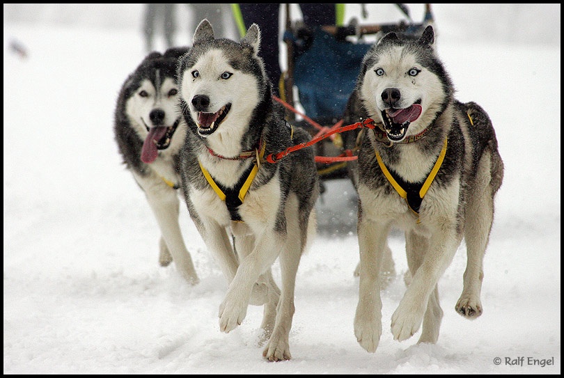 Happy Husky´s