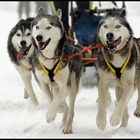 Happy Husky´s