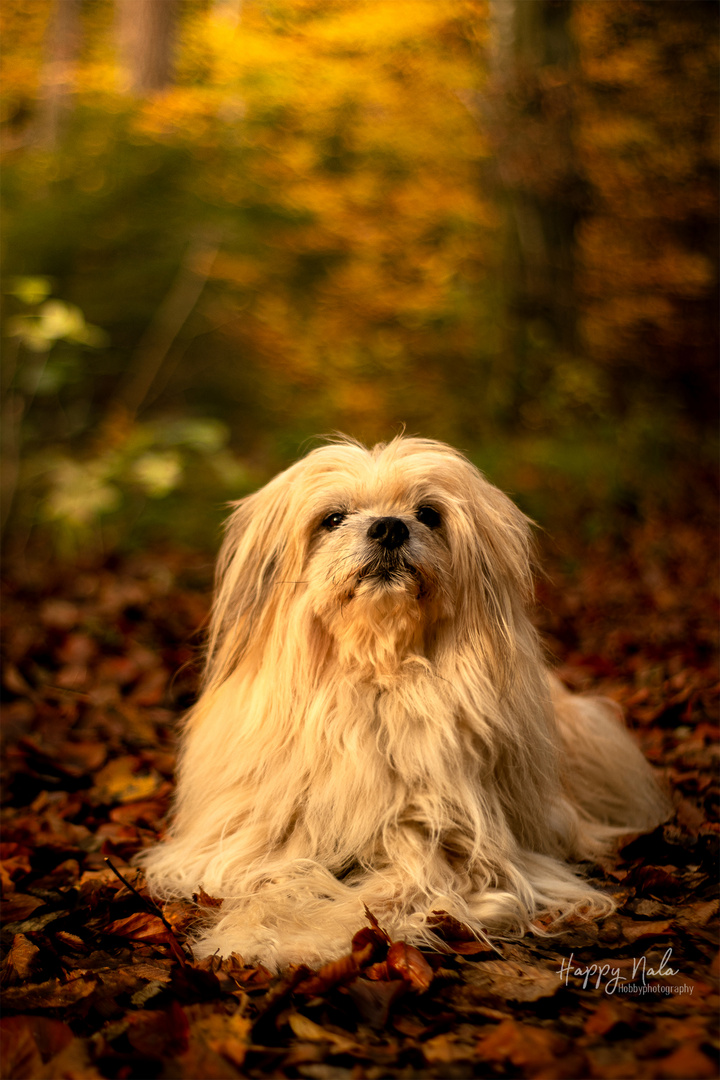 Happy im wald