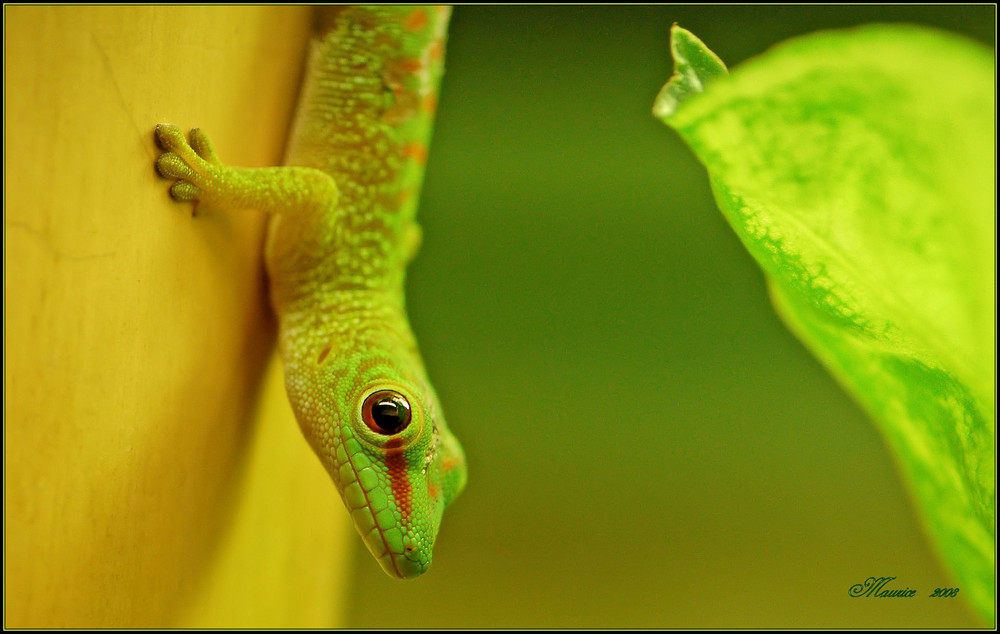 happy in green...