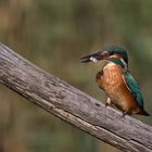 Happy Kingfisher