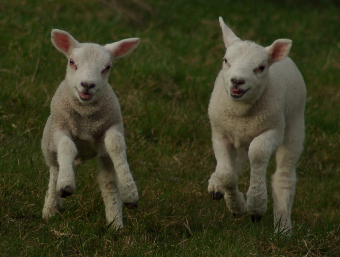 Happy Lambs !