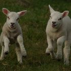 Happy Lambs !