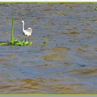 "happy landing" auf der Insel