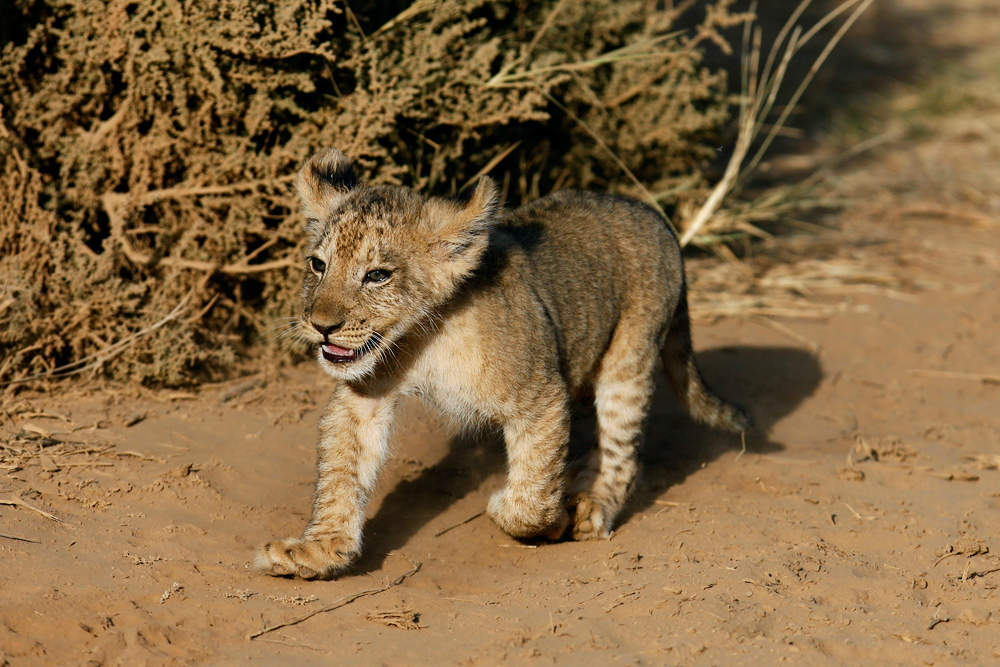 Happy Lion Cub