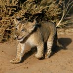 Happy Lion Cub