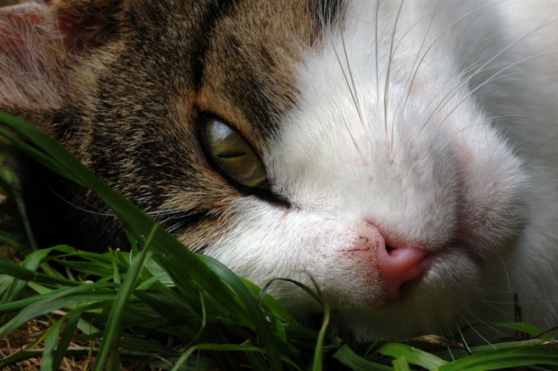 happy little cat